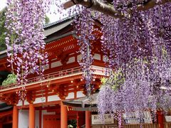 平城遷都１３００年祭 ～砂ずりの藤開花～ 「春日大社」