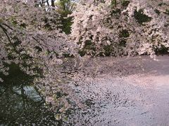 2010年　　青森・弘前　　桜紀行　