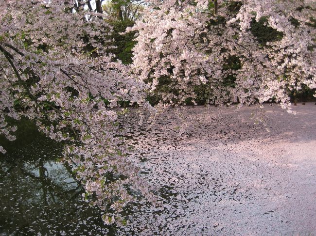 花の中では何が好き?と聞かれたら、躊躇無く桜と答えます。<br />あまりに平凡な答えで、ちょっぴり恥ずかしいのですが、やはり、花の中で桜の地位は別格な気がします。<br /><br /> 可憐で、清楚でありながら、絢爛で豪華。<br />上品で正統派でありつつ、どこか禍々しく、妖しい感じも秘めている。あの美しさをどう表現すればよいのであろうか。<br /><br /> 今年は例年にない寒さで、なんと、ジャストゴールデンウィークに、弘前の桜が見ごろを迎えるという。<br />これは行くしかないでしょう。<br /> <br /> 3日間通いづめたので、写真が色々です。