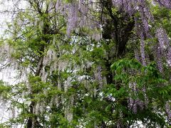 ２０品種・約２００本の藤の名所 春日大社神苑　「萬葉植物園」
