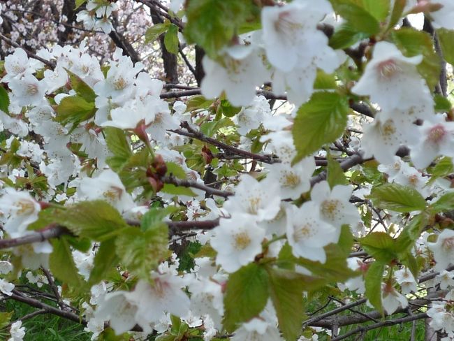 札幌・寒地土木研究所で千島桜が満開となっています。