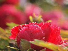 ２０１０年４月　横浜は金沢八景近くにある花のお寺 龍華寺の御室桜と牡丹