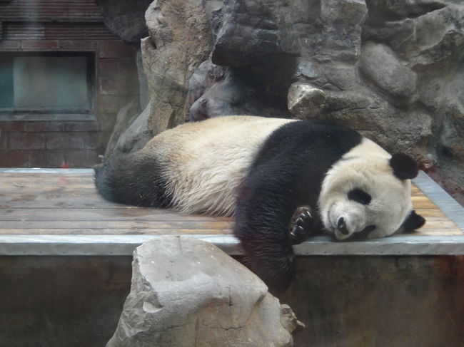 今日は<br />パンダに会いに北京動物園<br /><br />頤和園に行きます。<br /><br />