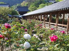 ［10］長谷寺の「牡丹」と室生寺の「石楠花」＜1/2長谷寺＞