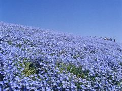 ひたち国営海浜公園～ネモフィラ畑～