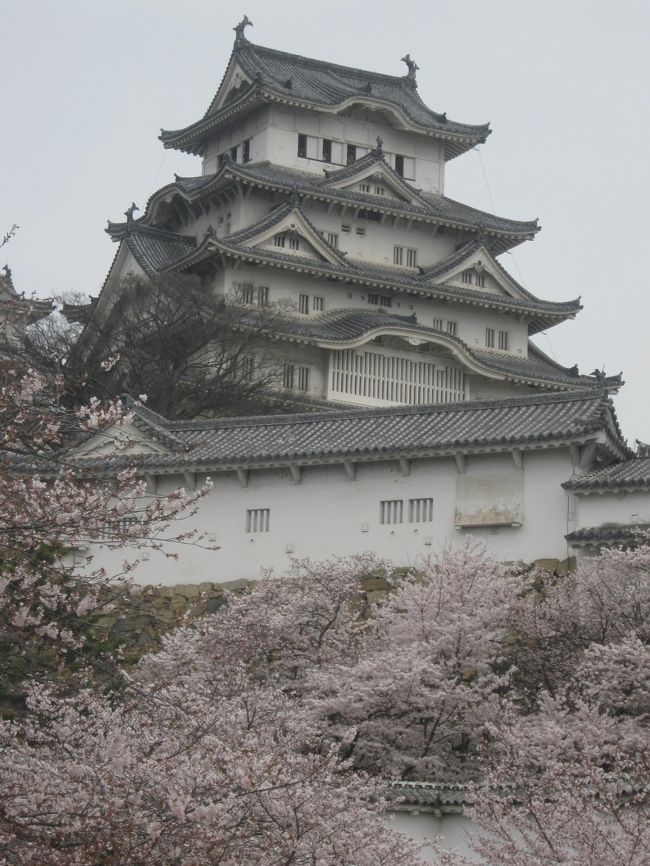 姫路城の桜が満開でした。<br />世界遺産として日本が誇れる宝ですね。<br />