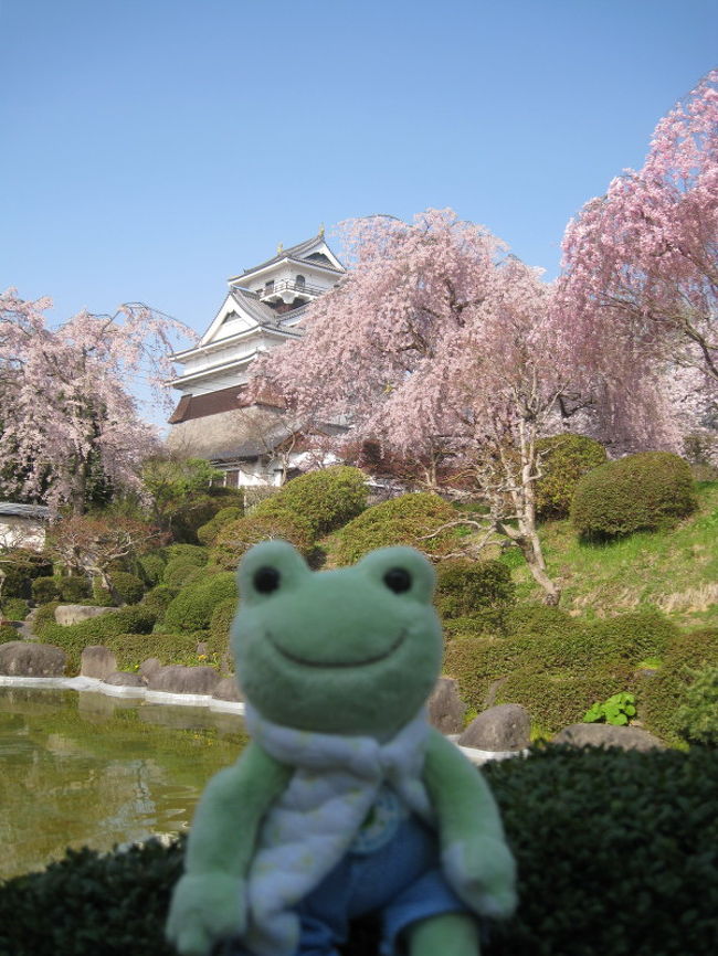 ゴールデンウイークは東北に桜を見に行きました。<br /><br />毎年、弘前や角館の桜を見に行きたいと思いつつも、ゴールデンウイークの頃には既に散ってしまっていることが多く、なかなか見に行くことが出来ませんでした。<br /><br />今年は４月以降も気温が低めだったので、ゴールデンウイークに桜が満開になるのではと…4月中旬に弘前・角館行きを決定。<br />それから、毎日桜の開花情報をチェックしていましたが、どうも様子が…4月の終わりが近づいても一向に桜が開花する様子がありません。<br /><br />今回もいつもの通り、車中泊旅行で角館・弘前を目指して大阪を出発しました。<br /><br />それでは、カエルのGW東北お花見旅行記です。<br /><br />●5/1　大阪(2:00)→新潟→象潟→横手→六郷→角館(車中泊)<br />●5/2 角館→盛岡→仙台(車中泊)<br />●5/3 仙台→上山→長井→米沢→会津→大阪(5/4)<br /><br />全旅行記をエリア「山形　上山・赤湯・長井」で登録しています。