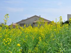 ソレイユの丘　神奈川散歩２