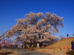 八代ふるさと公園の桜