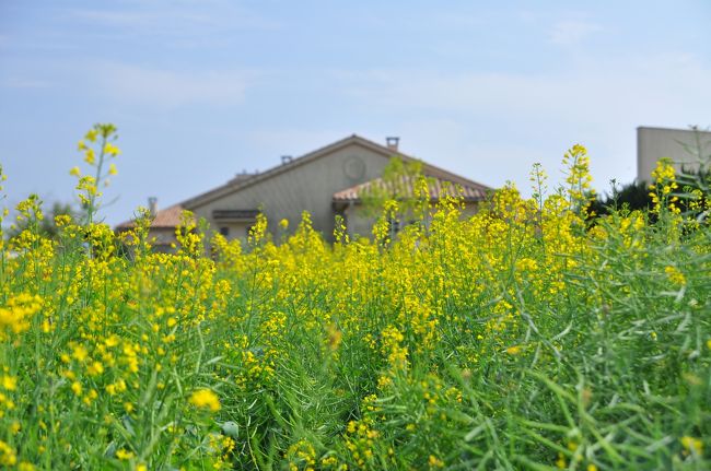 ソレイユの丘。<br />つい最近まで知らなかった場所です。<br />何かで偶然知り、そうしたら行きたくなってウズウズ。<br />でも、日曜日はモーターショーがあるからなぁ・・<br /><br />そんな訳でモーターショーを早く切り上げ、お散歩第二段<br />馬車道駅から横浜駅に戻り、京急に乗り換え。<br />快特が来たのでそれに乗り、終点「三崎口」まで出ました。<br />１時間近く掛かったかも〜<br /><br />三崎口からバスに乗りソレイユの丘に行くのですが、改札を出た所に<br />ソレイユの丘は３番バス乗り場と書いてあったので、向ってみると<br />もうバスが停まっています。<br />行き先は「荒崎」になっていましたが、あまり考えないで乗り込みました。<br />結果、近くまでは行きますがバスはソレイユの丘には行きません。<br />それなので、路線図を見ながら一番近いと思われるバス停で降りて<br />そこから歩いていきました。