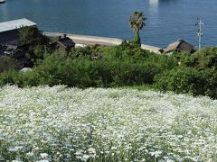 除虫菊の島 （尾道市因島）