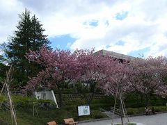 榴岡公園の遅咲きの桜