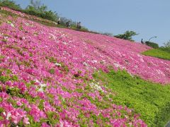 広大な「湘南国際村のつつじ」