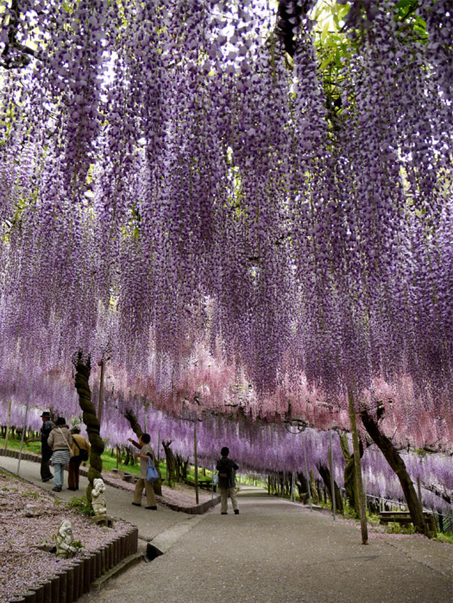 新茶の購入と藤の花見をかねて、宇佐市四日市の千財藤園に行ってきました。<br />何度も来ていますがいつ来ても見事な藤です。 <br />評判が拡がって、最近ではツアーに組み込まれるほどの人気スポットです。<br />お茶屋のご主人が新茶を買いに来られた方々に喜んで頂ければとの思いから始まったそうです。<br />駐車場も入園料も「無料」というのもとても魅力的（笑）。<br />５月１日に訪れましたが、生憎と５部咲きほど、再度７日に行ってきました。<br />写真は満開の藤<br />