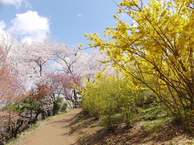 福島の桃源郷と称される花見山公園へ行ってきました。