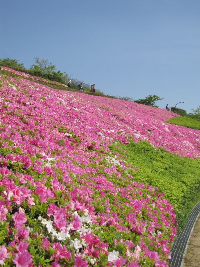 葉山にある「湘南国際村」に行く坂道は、<br />５月の初めのツツジの季節には、<br />このように一面ピンク色に染まります。<br /><br />ここを知ったのは、５年ほど前、<br />ＧＷに「ソレイユの丘」に行こうとして、<br />大渋滞にはまり、あきらめて戻ったときでした。<br /><br />海岸線は混んでいるので、<br />山側を通って横須賀インターに行こうとしたとき。<br />広大な敷地がピンクに染まったのを見ました。<br />そのときは、びっくりです。<br />「芝桜」や「コスモス」のじゅうたんは聞きますが、<br />ここは「ツツジ」のじゅうたんなのですから…<br /><br /><br /><br />昨年同様、今年も春先に寒い日が続きましたので、<br />湘南国際村のツツジも、見頃は１週間ほど遅れると思います。<br />でも、ピンクのツツジは見頃でなくても、<br />赤いツツジが見頃となります。<br />それは、それでも、とてもきれいな景色です。<br /><br />