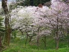 東北の桜を訪ねてドライブ旅　２　平泉　中尊寺金色堂