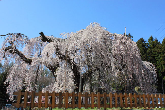 2010年5月3日　長野県飯綱町の桃と桜の花見へ<br /><br />一般農家の果樹園ながら景観美から丹霞郷と呼ばれる<br />もも畑、長野県の天然記念物に指定されている枝垂れ桜<br />とオオヤマザクラを愛でる花見ドライブです。