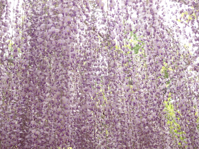 GW前の日経新聞日曜版の中央に見事な藤の花の写真が。<br />そしてGW終わった夕方のニュース映像にあしかがフラワーパークの映像が。<br />「例年はGW中に見頃を迎えるのですが、今年は寒かったせいもあり、明けた今がちょうど見頃なんですよ〜」とレポーターが説明してました。<br />早速フォートラベルで検索すると、新着で夏への扉さんの旅行記が。<br />よし、見に行かねば！と世界一の藤を観に出かけてきました。