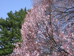 東京の桜