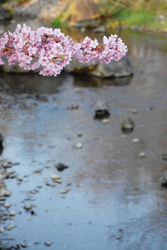 一旦名古屋から出て、お隣の三重県へ入ります。<br />なばなの里は長島温泉にあります。<br /><br />夜のイルミネーションまでは時間がありそうですが、時間的には夕刻なのでちょっと暗くなりますが、夜のショーが始まるまでの間、すご～い垂れ梅を見て楽しみましょう！<br /><br />画像は彼岸桜。<br /><br /><br />尚、綺麗な垂れ梅の画像はこちら！<br />http://www.geocities.jp/be_yan3/topics/odekake/0021_nabana/20060325nabana/20060325nabana.htm