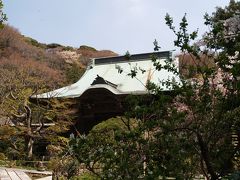 鎌倉妙法寺－2008年桜の頃