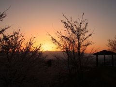 独り占めできた小山城跡の桜