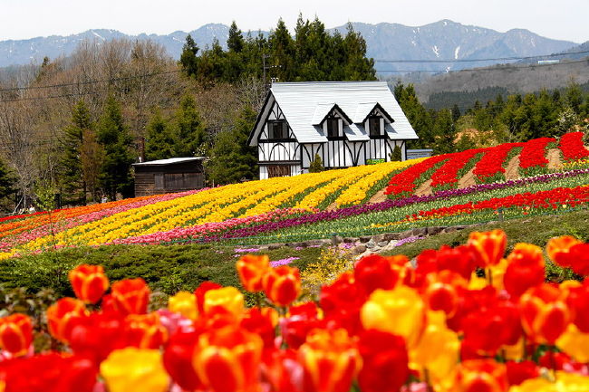  岐阜県郡上市高鷲町.標高約1000メートルの高原にある<br />花と牧場のテーマパーク「ひるがの高原牧歌の里」<br />チューリップは約8000平方メートルに２３種類、約25万球が植栽されている。<br />花畑は赤や黄、ピンク、オレンジなどの花で一面覆われ、<br />すっきり五月晴れの牧歌の里ではチューリップが見頃を迎えています。<br />園内の丘の上には結婚式も挙げられる小さな教会があり<br />また、残雪の白山連峰をバックに写真を撮ると楽しいですよ。<br />美しい花々や優しい羊ややぎなどの動物達とのふれあいも、<br />いい想い出になるのではないでしょうか。<br />そして、木ぼっくりミューシ゛アム（水野政雄の世界）<br />木ぼっくりは、妖精の名前らしいですよ。<br />１つ１つ表情が違うのもと....ても面白い....<br />その日は、牧歌の里を一回りして.帰りに.また牧歌の里を外から撮る・<br /><br />・住所：　　　　岐阜県郡上市高鷲町鷲見2756-2<br />・電話：　　　　0575-73-2888(牧歌の里)<br />・利用可能時間：平日　　　　10：00-17：00（季節変動あり）<br />　　　　　　　　 土日祝日　　9：00-17：00（季節変動あり）<br />　　　　　　　　 休園日：11月中旬〜翌年4月中旬<br />・料金：　　　　大人1100円 中・高校生900円 4歳以上小学生600円<br />　　　　　　　　(入園＋温泉セット 大人1700円 中・<br />　　　　　　　　　　　　　　高校生1500円 4歳以上小学生900円)<br />・駐車場：　　　あり(無料／2000台)<br />・URL：　　　　http://www.bokka.co.jp/