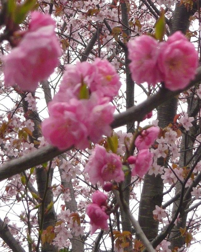 梅と桜が同時に満開（札幌・豊平公園）