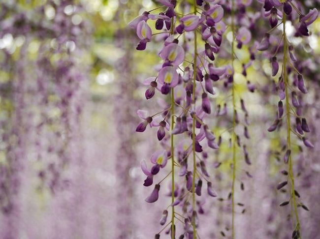 丸の内の「Flower Weeks」に出展した足利の藤が物足りなかったので、急遽本家「あしかがフラワーパーク」を訪ねてみました。<br />開花が遅れたため、去年より一週間以上も遅い訪問です。<br /><br />紫の大藤、白藤のトンネル、遅咲きの珍しい黄藤。<br />３つを同時に見られることは滅多にないそうですが狙いはぴたり。<br />おかげでＧＷ明けというのに予想外に混んでいました。<br /><br />今年ほど藤の花を見た年もありませんが、やはり真打ちは最後に登場です。<br />期待を裏切ることがない圧巻な藤ですっかり満腹になりました。<br /><br />