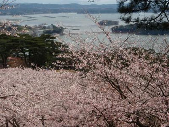 ＧＷはあまり時間がとれないので、電車アクセスがよい東北地方のいずれかにしようと松島に決定しました。事前にいろんな口コミで賛否両論の一の坊でしたが、特にまずいこともなく、だからと言って感動するほどでもなく、というところでした。お部屋も清潔できれいですし、お料理も(私たちは鉄板焼きだったのですが)大変おいしかったです。特筆すべきはスタッフのフレンドリーさでしょう。この旅行記を投稿しはじめて始めての大規模旅館になりますが、フロントからレストランのサービスにいたるまで大変親切。しかも二泊したからだろうけど、きちんと次の日も｢この人たちは連泊｣とわかっていて、ちょっと区別してくれるのも嬉しかったです。この旅行記に載せたどの旅館よりもソフト面のサービスはいいといえるでしょう。<br />ラッキーだったのは今年の桜は遅かったので、ちょうど行ったときが松島で満開。桜の松島という貴重な風景を楽しむことができたことです。