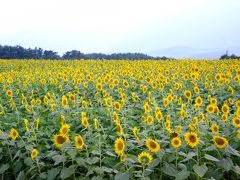 明野・ひまわり畑