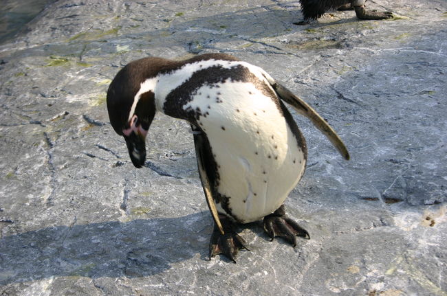 ＧＷ2日目は20度超えの暖かな日。<br />もぐもぐタイムの終わった夕方に旭山動物園に到着したときには皆さん動きの鈍い状態で見学でした。