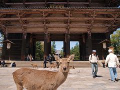 鹿に噛まれた、しかと覚えた。