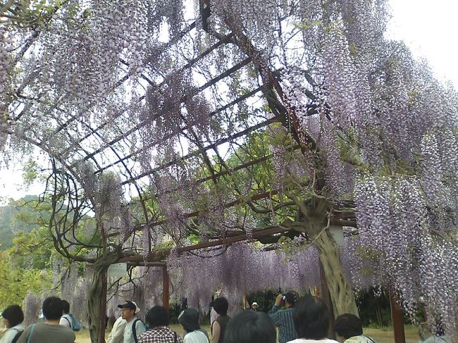 和気町の藤公園はGWが花真っ盛り。<br /><br />あんなに沢山の藤の花（種類も数も）を一度の見たのは初めてでした。