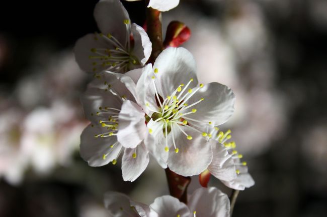 ようやく春らしくなってきた平岡公園です。<br />※５月１５日で１〜３分咲き<br />