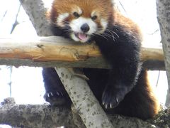 北海道レッサーパンダ紀行【1】　やっぱりすごい旭山動物園