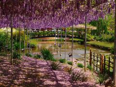 美の饗宴　　足利フラワーパーク　の花達　 （下）