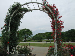 中央公園のバラ