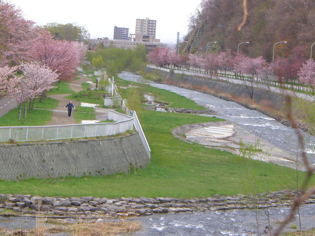札幌にも桜前線が忍び寄って、知らぬ間に寝首をかかれた気分。<br />寒い寒いと思っていたら、ご近所の桜はしかた無さそうに咲き出した。<br /><br />標準木様がトウヘンボクなのか、<br />なかなか咲かないので開花宣言も遅れたらしい。<br />今年は昨年よりも１０日は遅れた。<br />きっと我が首は数センチ伸びたに違いない。<br />そんなに待ってる桜開花なのに咲き出したら、早いの早くないの、早いの～。<br />待ちくたびれて風邪を引いてしまったのに、そんな私を知ってか知らずか、知らないよね～。<br /><br />ちょっと待って！！<br />叫んでみるもんだわ。そう。いきなり寒さが戻って、桜さんたちフリーズ状態。<br /><br />１３日小雨降る中でかけていきました。<br />以前、花が終わっていてザンネンな思いをした、西区の発寒川の河川敷。公園の名前をかえながらも何キロにもわたって桜が植えられている。特に発寒川緑地、発寒川河畔公園を中心に桜の並木が密集している。<br /><br /><br />寒かった～～。風邪ぶり返したみたい。<br />でも、奇麗でしたよ。<br /><br />