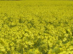 青森県　横浜町　菜の花フェスティバル