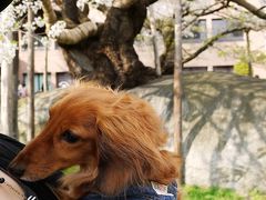 けびぞーと行く桜巡り② 「盛岡・石割桜」