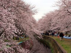 引地川沿いの桜並木
