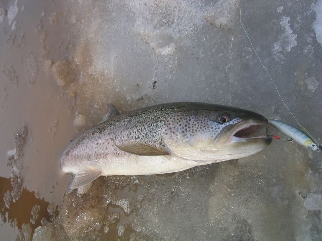 5月１日から解禁になった朱鞠内湖へ幻の魚、イトウさんを釣りに行ってきました。朱鞠内湖に２０年近く通っているルアーマンFさんにお願いし一緒に連れて行ってもらえることになりました。<br />Fさんは解禁日の５月1日に行き７６cmのイトウさんを上げたと写真を見せて頂きました。私にもイトウさんが期待できると・・・とらぬ狸の何んとかでほくそんだ次第です。<br />当日はFさんのお仲間２人と私、４人での釣行となりました。折りたたみ自転車を用意していたので釣り場まで辿り着けるか心配でしたがイトウさんの魅力が体力より勝ってました。<br />朱鞠内湖管理センタで日釣遊漁承認証(1000円)を購入、ここから更に２０K程走って目的地手前のゲート前に到着。ここから自転車で更に進みますが朱鞠内湖は冬のたたずまい。ところどころ雪が解けている場所のみ走行可能。途中で自転車を捨て徒歩。歩くこと約３０分ようやく目的地。汗だくになった下着を取り換えようやく釣りが出来る状態になった。時間を確認６：００am少し前だった。私が準備出来たルアーは５〜８g程のルアーが中心、よってロッドもウルトラライトとミデアムライト各１本用意した。<br />待望の第一投、ルアーが飛びません・・・海アメ＆海サクラ狙いで重いジグやジグミノーばかり振っていたので軽いミノーが飛んでくれない。如何に力任せで振っていたか反省することしきり。ロッドの反発力を利用できるまでには時間がかかりましたが釣り後半ではそこそこ投げれるようになってました。朝マズメはＦさんに当たりがあったが途中でバラシ。その後、少し場所を変えたＦさんがネットインしたとの情報あり、５６cmのイトウさんだった。以後誰にも当たりがないまま太陽が天高く登り、お昼寝タイム。釣り仲間の一人が別な所へ移る事になり、本日の上がり時間を決め移動していった。<br />夕マズメの時間となりＦさんが立て続けにイトウさんを掛けた。サイズは５８、６２。次にＳさんか掛けた・・・ロッドを大きく曲げていた。写真撮影前に自然リリースとなってしまったが７０cmオーバーであったと思う。次は自分の番と山女魚カラー９cmのミノーを振り続けた・・・ロッドにドーンと生体反応があると同時に、ヒット！と大声を発していた。ウルトラライトのロッドがバット部分から曲がっていた。自分では折れる心配はしていなかったがＦさんもＳさんも折れると思っていたようだ。無事ネットイン。初めて手にする幻の魚、イトウさん。写真を撮り計測、５２cmと小型ではあったが嬉しい嬉しい記憶に残る一匹となった。この場所に入って11時間目に釣りあげたイトウさんでした・・・お疲れ様。<br />釣り人は正直なものだ、長い距離を歩いても全然疲れない。ただただ手に残る重さと、そして素敵な面構えをしたイトウさんのおけがだ。<br />無事自宅に戻り釣り仲間に釣れたよ情報＆写真を発信し今回の釣りの旅が終わった。チャンスがあれば今シーズン中に再度チャレンジしてみたい。<br />