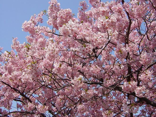 母の古希のお祝いに伊豆旅行をプレゼント。<br />母娘の旅行は何年ぶりだったのかしら？<br />ちょうど河津桜が満開で天気もよくて宿もよくて満足してくれたようでよかった。