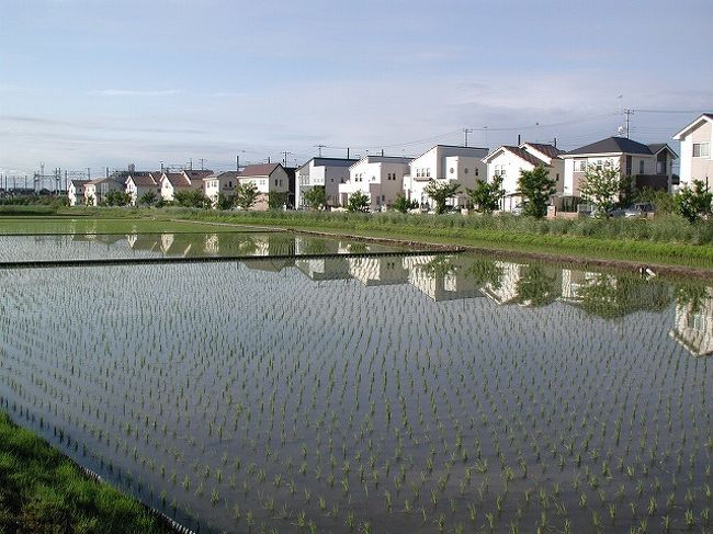 埼玉県久喜市周辺の田植えはＧＷ前後に終わる<br />その後は苗が発育するまで田に水を張り育てる、この管理は大変で毎朝水田を見回り水を補給する作業である。<br /><br />この作業は朝４時ごろから始まる、私は毎朝、早朝ウォーキングで、農家のみなさんのそんな作業を見ながら歩いている。<br /><br />ある日、天候の好い日に歩きながら水田を見ると水面に見事な逆さの風景が写っているのを発見・・。<br /><br />早速、翌日の早朝ウォーキングにカメラを持って歩き、早朝の水田の水面に行儀よく並ぶ稲の苗に逆さの景色を映し出している光景を撮ってみた。<br /><br />自己満足ではあるが静寂の朝の澄んだ空気の中で水田の水面にくっきりと写す逆さ風景は見事でした。<br /><br />