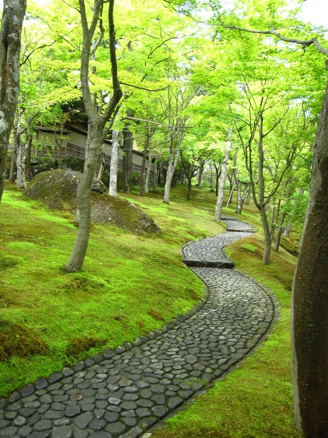 5月の箱根　　苔とモミジの庭園にヤマツツジの彩り　【箱根美術館】