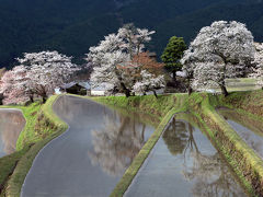 三多気の桜。。（みたけのさくら）　日本の桜名所１００選　/三重県津市