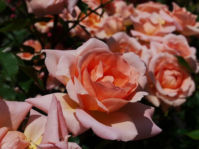Ark Hills Rose Festival 10 赤坂 東京 の旅行記 ブログ By もろずみさん フォートラベル Ark Hills Rose Festival 10 赤坂 東京 の旅行記 ブログ By もろずみさん フォートラベル