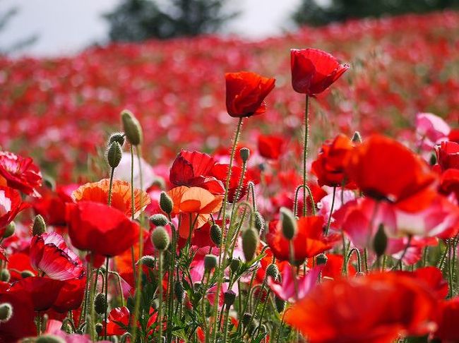 季節はいつの間にか初夏。<br />昭和記念公園の「Flower Festival〜はるいろものがたり〜」も第４ステージに突入しました。<br /><br />今年はアイスランド・ポピーが休耕でＧＷ中に空白期間ができてしまいましたが、シャーレー・ポピーは順調に開花。<br />こもれびの丘はあっという間に真っ赤に染まりました。<br /><br />ちょっと休んでいる間に小さなサプライズも発見。<br />飽きることのない花リレーはまだまだ続きます。<br /><br /><br />